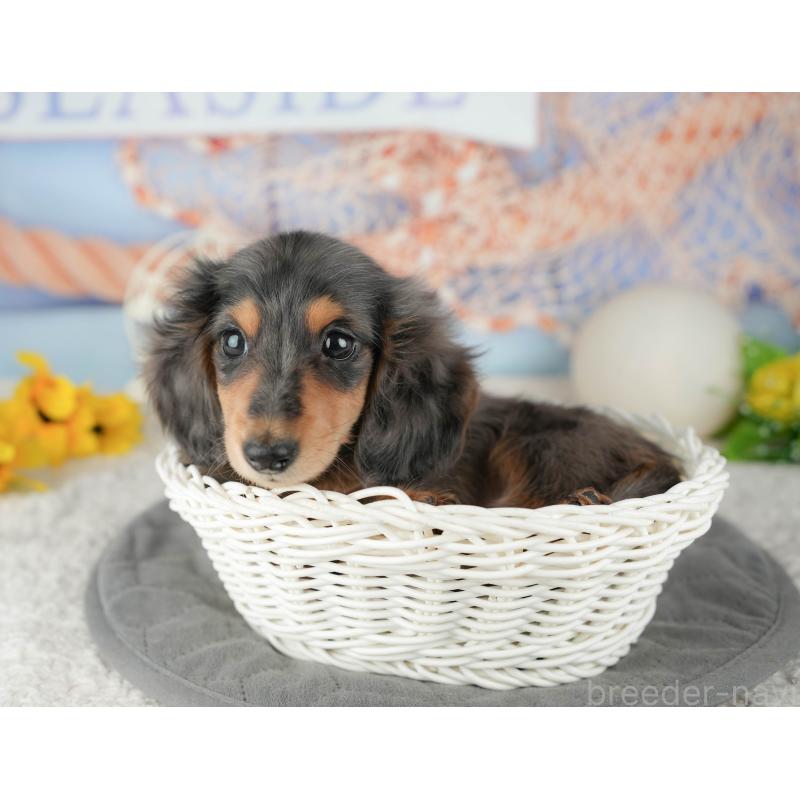 販売中の千葉県のミニチュアダックスフンド(ロングヘアード)-444743の5枚目