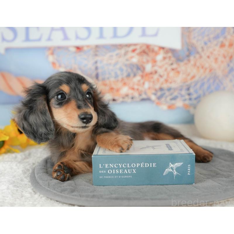 販売中の千葉県のミニチュアダックスフンド(ロングヘアード)-444743の4枚目