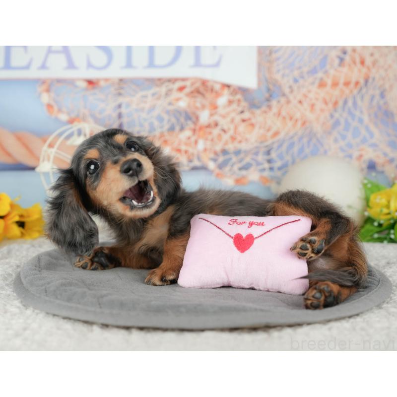 販売中の千葉県のミニチュアダックスフンド(ロングヘアード)-444743の3枚目