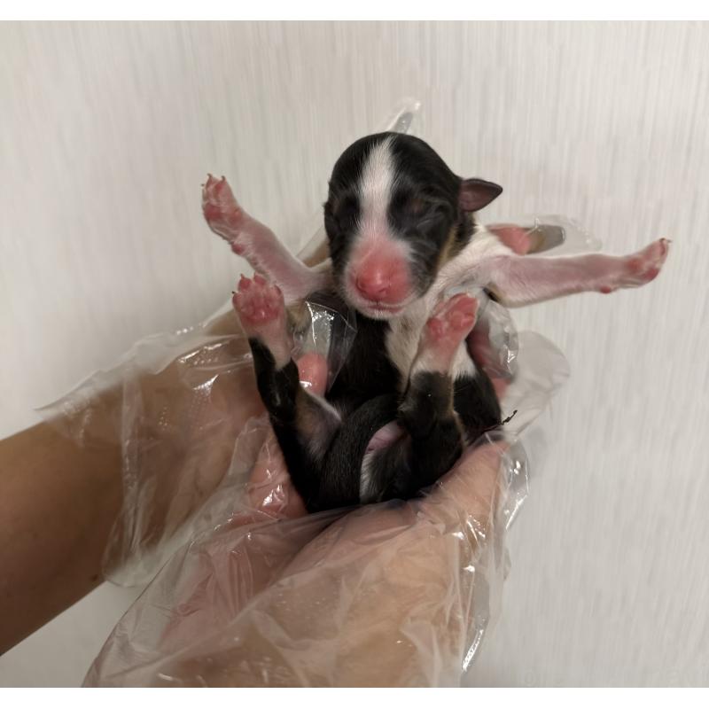 販売中の山梨県のオーストラリアンシェパード-444633の5枚目