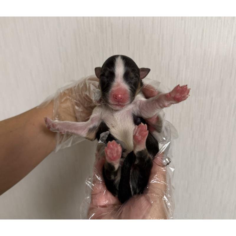 販売中の山梨県のオーストラリアンシェパード-444633