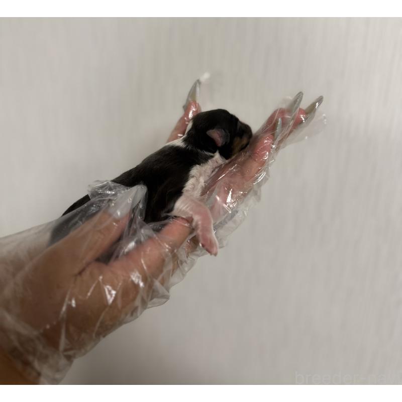 販売中の山梨県のオーストラリアンシェパード-444633の2枚目