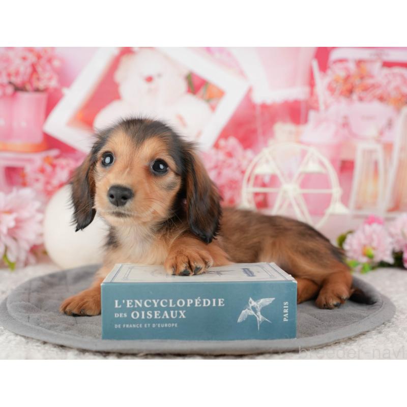 販売中の千葉県のミニチュアダックスフンド(ロングヘアード)-444735の11枚目