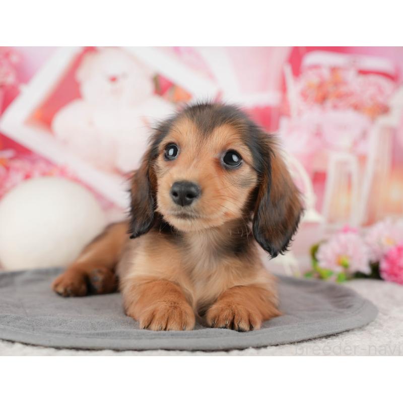 販売中の千葉県のミニチュアダックスフンド(ロングヘアード)-444735の9枚目