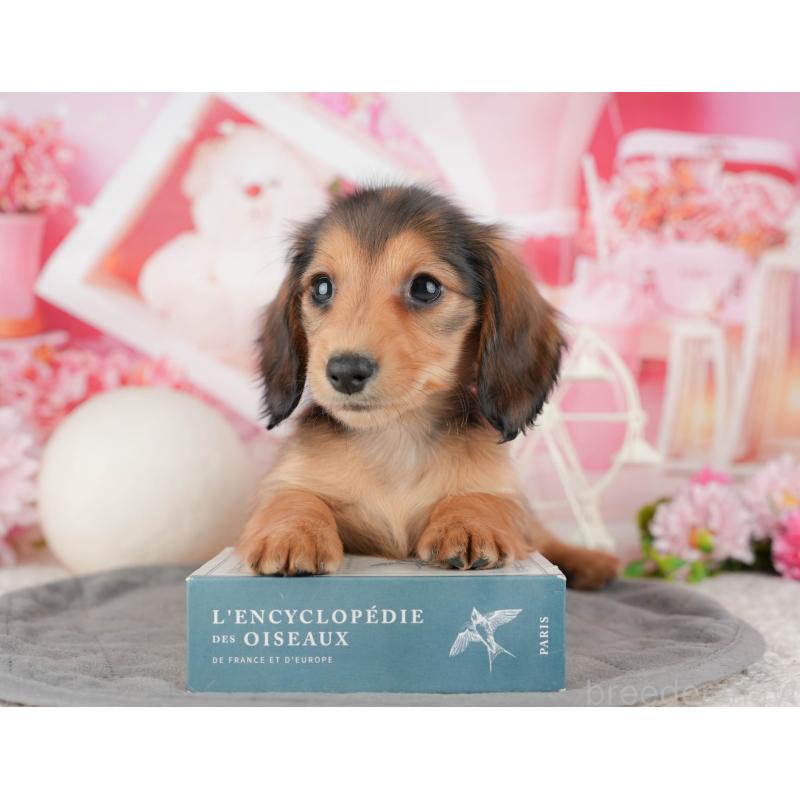 販売中の千葉県のミニチュアダックスフンド(ロングヘアード)-444735の7枚目