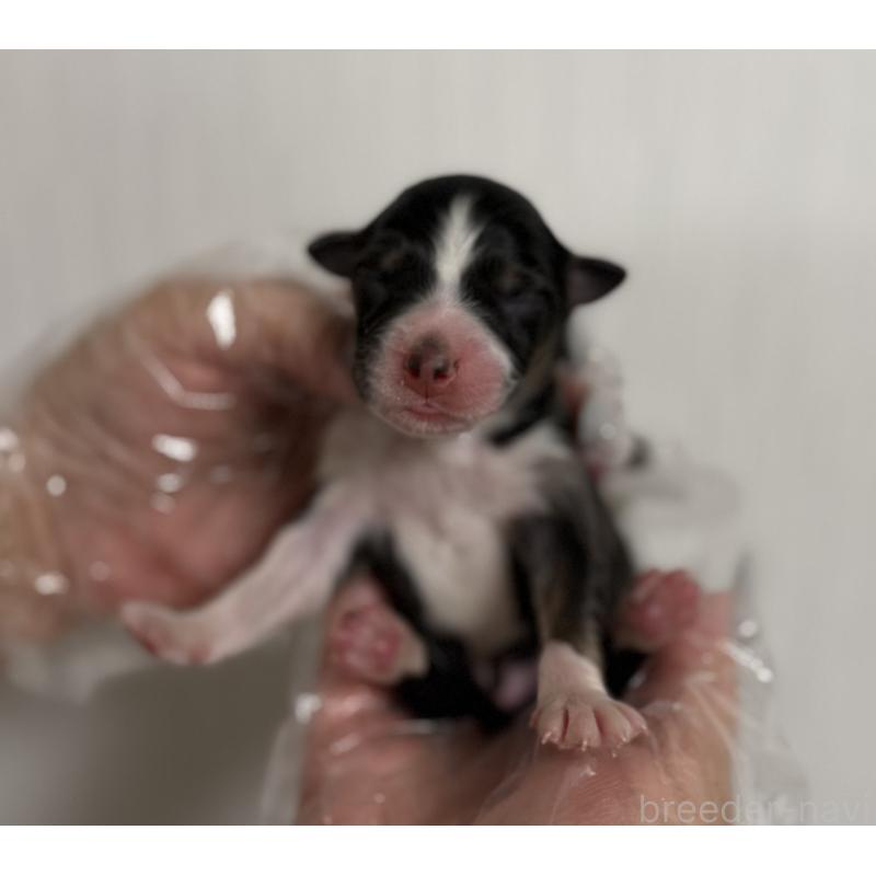 販売中の山梨県のオーストラリアンシェパード-444634