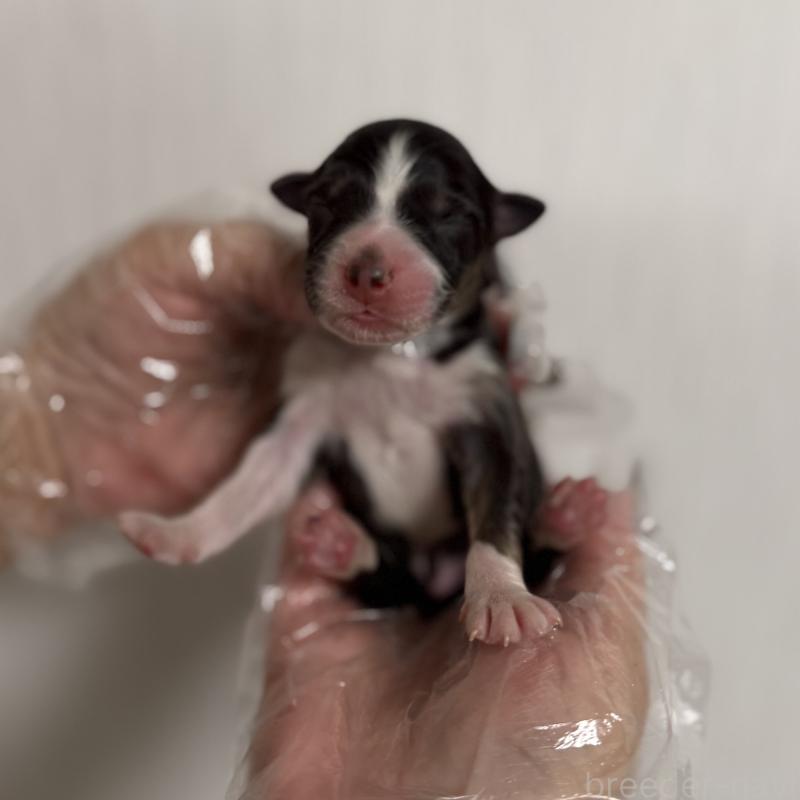 販売中の山梨県のオーストラリアンシェパード-444634の5枚目