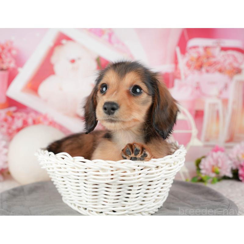 販売中の千葉県のミニチュアダックスフンド(ロングヘアード)-444735の4枚目