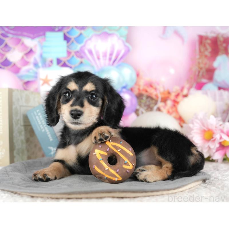 販売中の千葉県のミニチュアダックスフンド(ロングヘアード)-444739