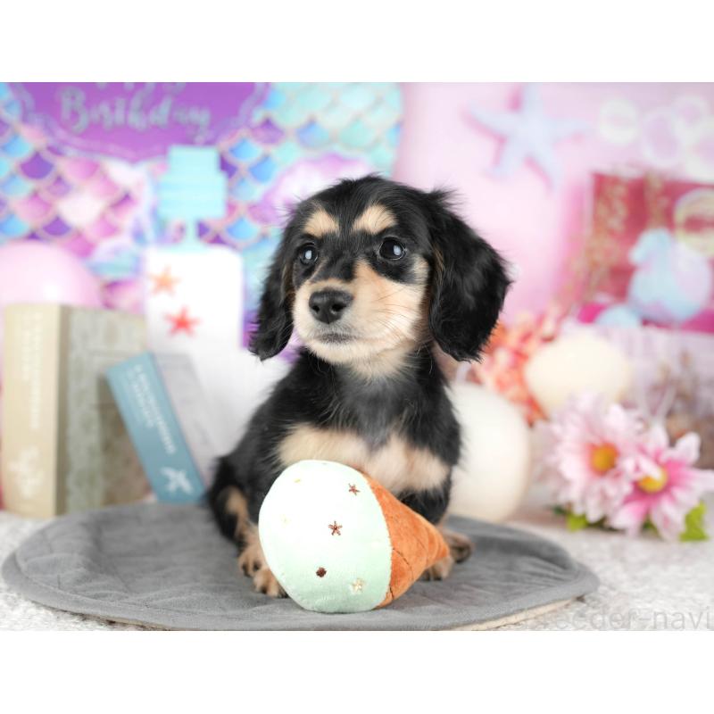 販売中の千葉県のミニチュアダックスフンド(ロングヘアード)-444739の11枚目