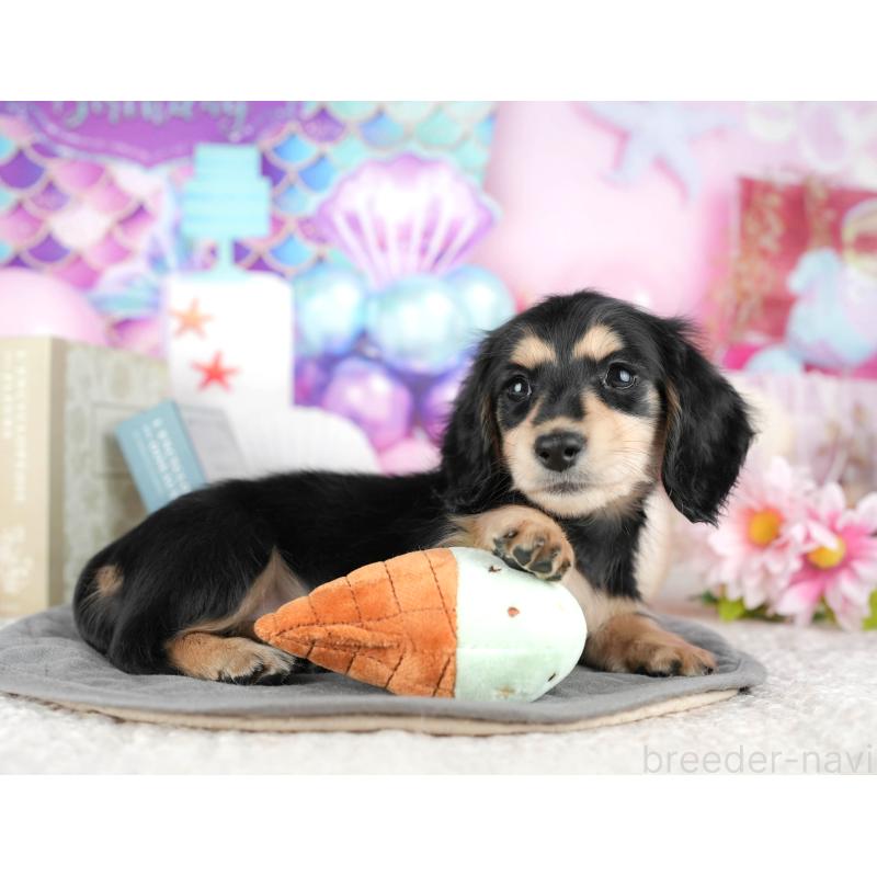 販売中の千葉県のミニチュアダックスフンド(ロングヘアード)-444739の10枚目