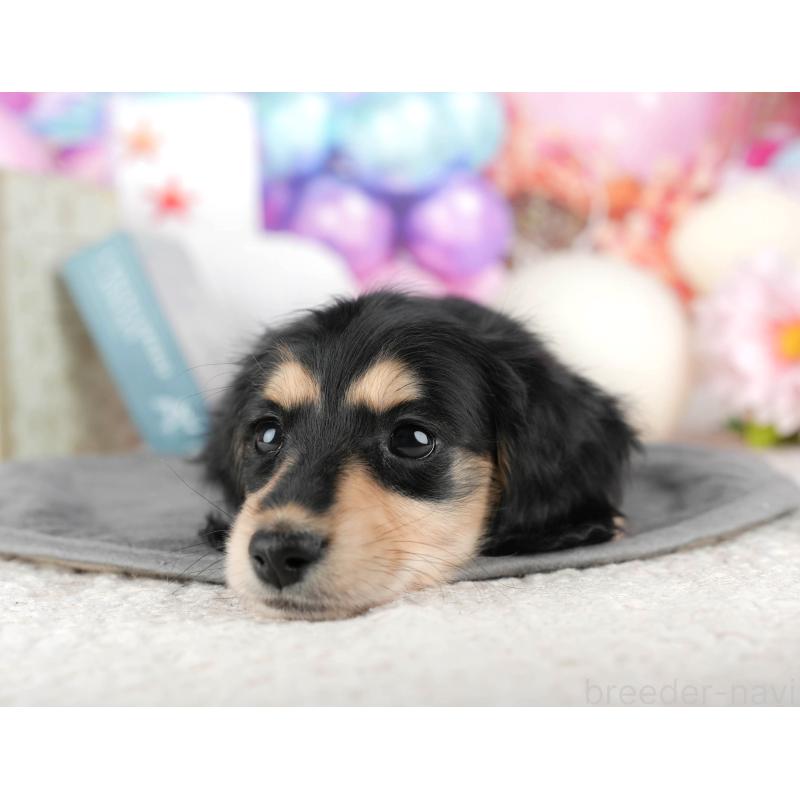 販売中の千葉県のミニチュアダックスフンド(ロングヘアード)-444739の5枚目