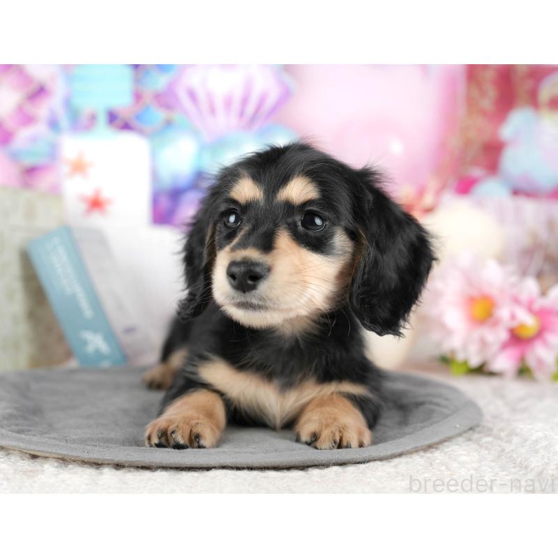 販売中の千葉県のミニチュアダックスフンド(ロングヘアード)-444739の4枚目