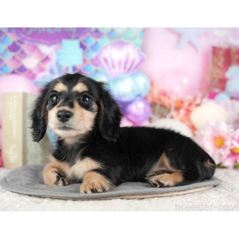 販売中の千葉県のミニチュアダックスフンド(ロングヘアード)-444739の3枚目