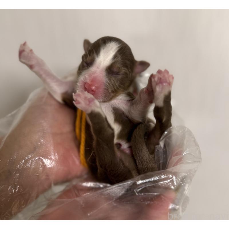 販売中の山梨県のオーストラリアンシェパード-444635の5枚目