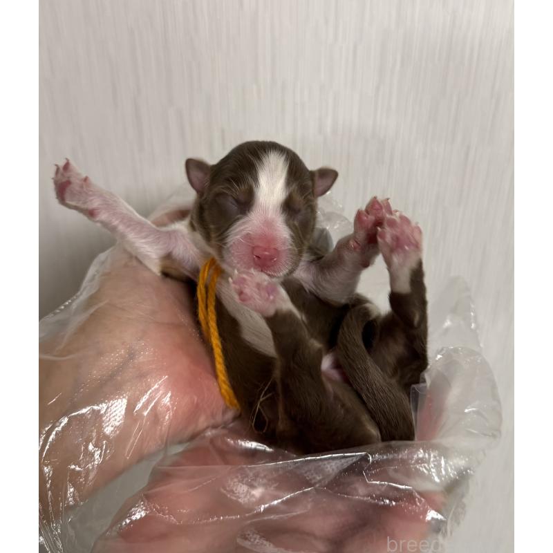 販売中の山梨県のオーストラリアンシェパード-444635