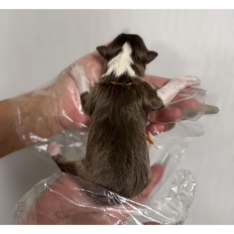 販売中の山梨県のオーストラリアンシェパード-444635の4枚目