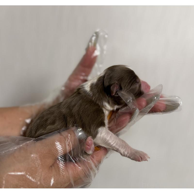 販売中の山梨県のオーストラリアンシェパード-444635の2枚目