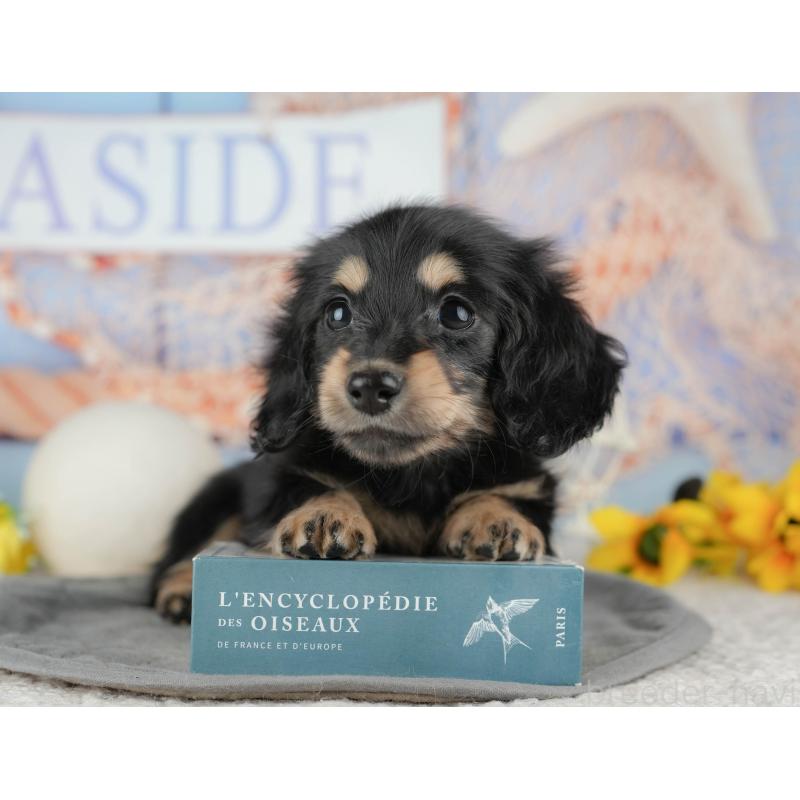 販売中の千葉県のミニチュアダックスフンド(ロングヘアード)-444737