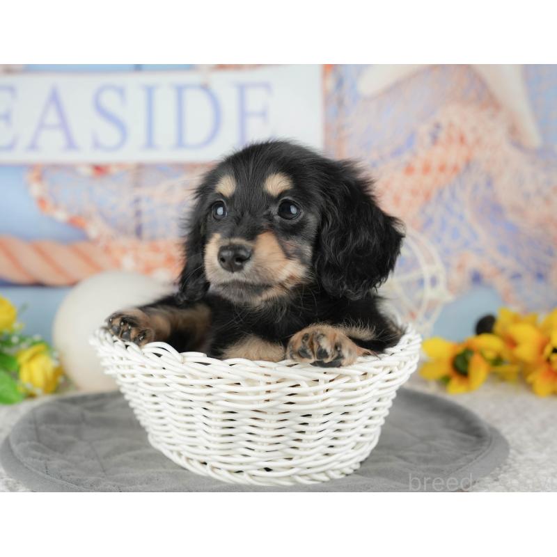 販売中の千葉県のミニチュアダックスフンド(ロングヘアード)-444737の11枚目