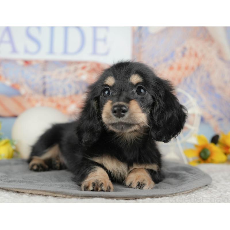 販売中の千葉県のミニチュアダックスフンド(ロングヘアード)-444737の10枚目