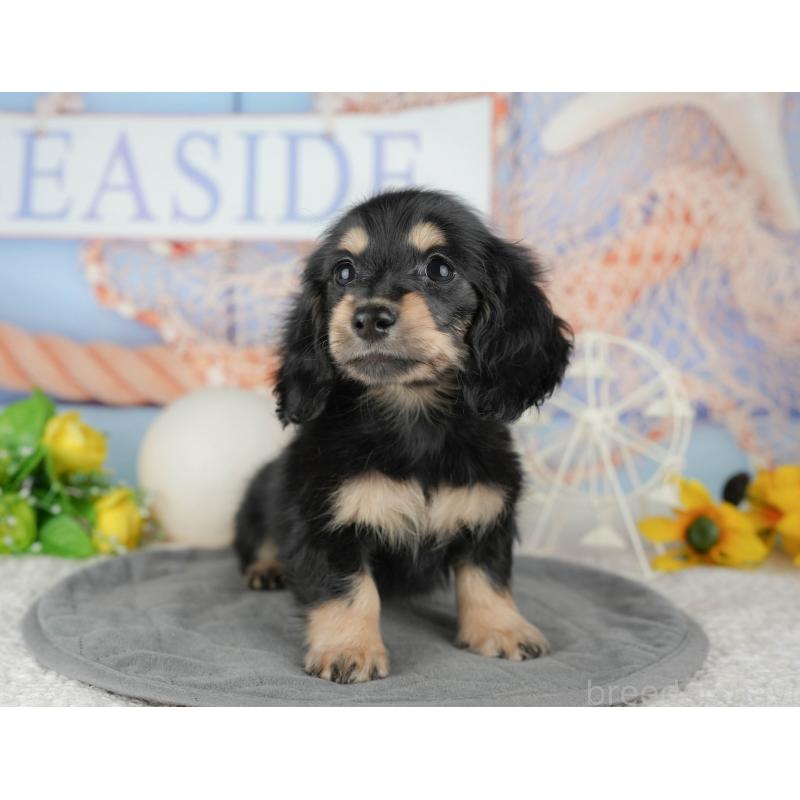 販売中の千葉県のミニチュアダックスフンド(ロングヘアード)-444737の8枚目