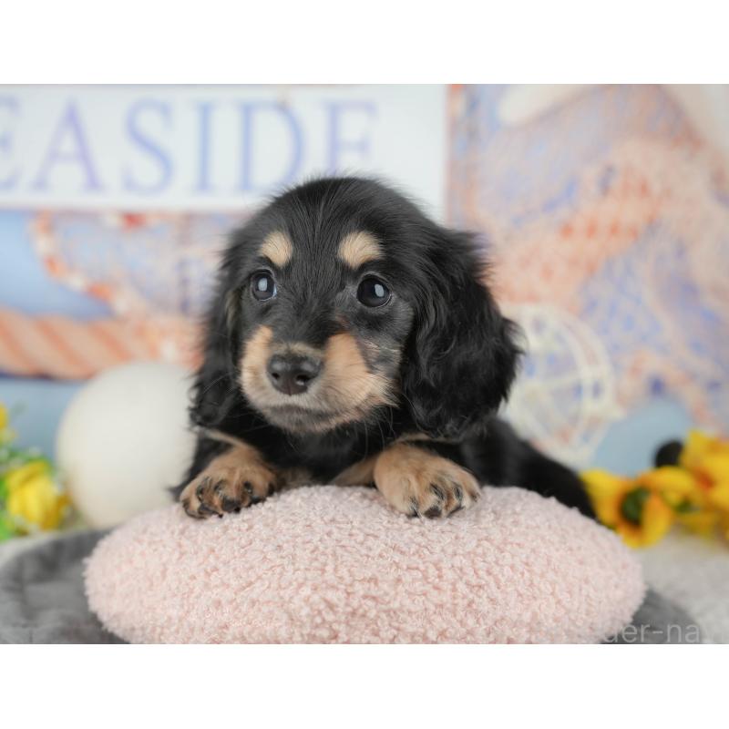 販売中の千葉県のミニチュアダックスフンド(ロングヘアード)-444737の7枚目