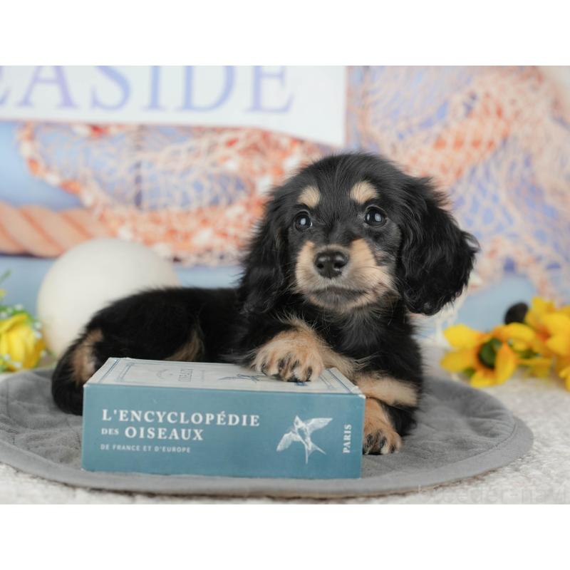 販売中の千葉県のミニチュアダックスフンド(ロングヘアード)-444737の6枚目