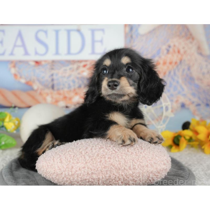 販売中の千葉県のミニチュアダックスフンド(ロングヘアード)-444737の4枚目