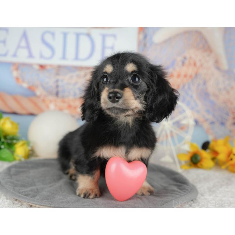 販売中の千葉県のミニチュアダックスフンド(ロングヘアード)-444737の3枚目