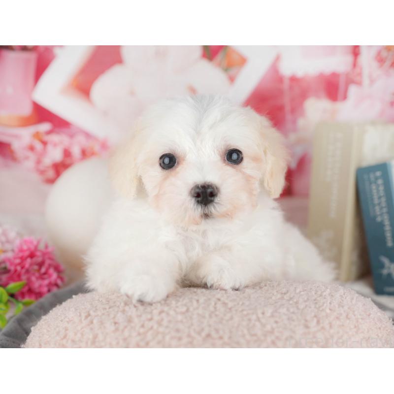 販売中の千葉県のミックス犬-445146