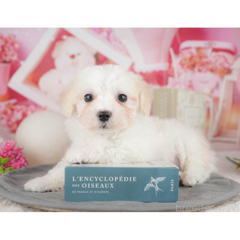 販売中の千葉県のミックス犬-445146の11枚目