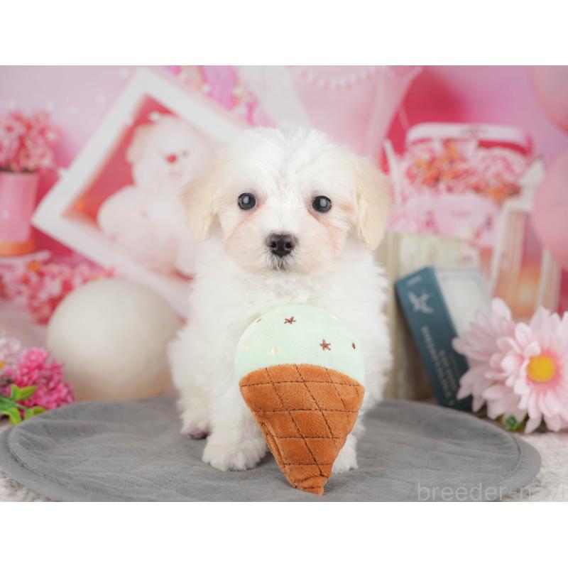 販売中の千葉県のミックス犬-445146の9枚目