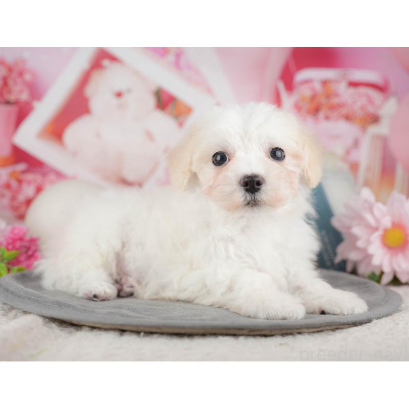 販売中の千葉県のミックス犬-445146の8枚目