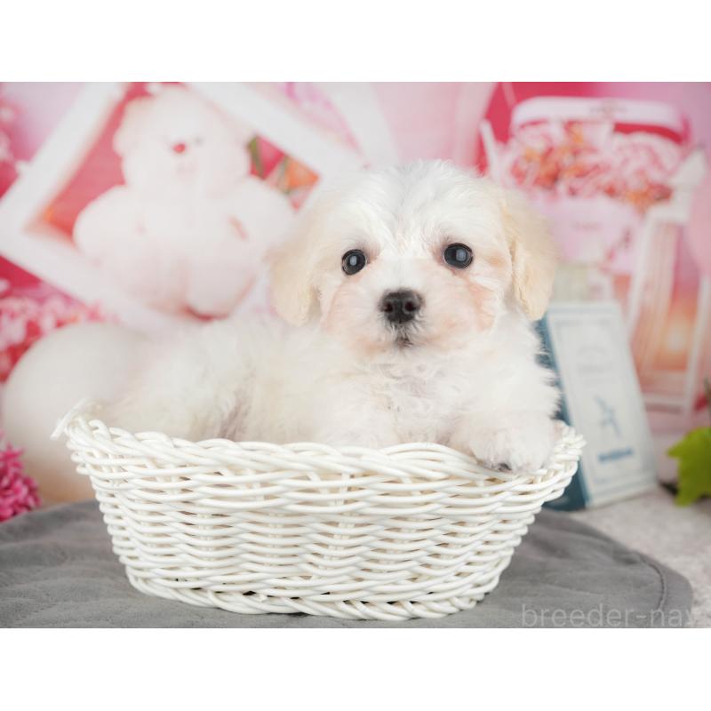 販売中の千葉県のミックス犬-445146の5枚目