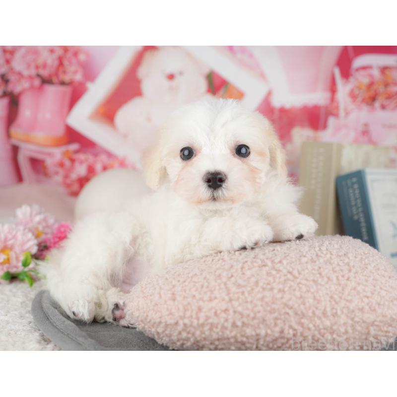 販売中の千葉県のミックス犬-445146の4枚目