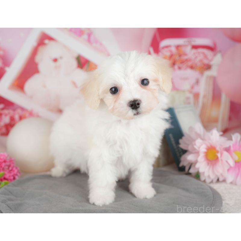 販売中の千葉県のミックス犬-445146の3枚目