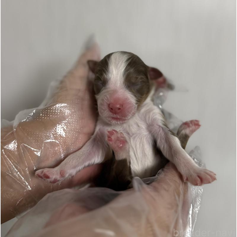 販売中の山梨県のオーストラリアンシェパード-444636の5枚目