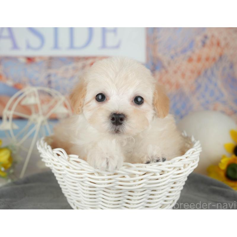 販売中の千葉県のミックス犬-445141