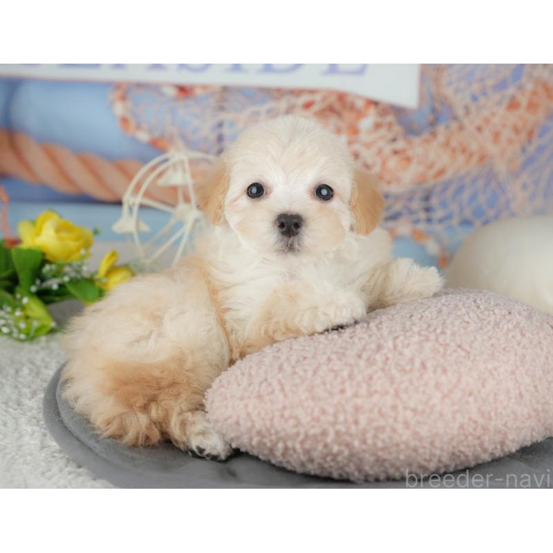 販売中の千葉県のミックス犬-445141の11枚目