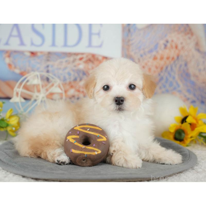 販売中の千葉県のミックス犬-445141の10枚目