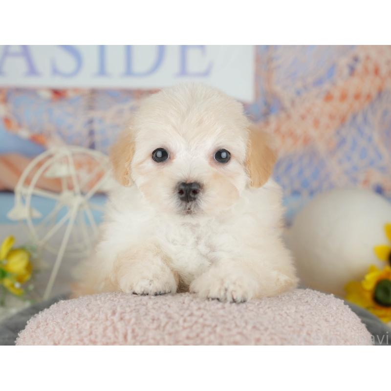 販売中の千葉県のミックス犬-445141の9枚目