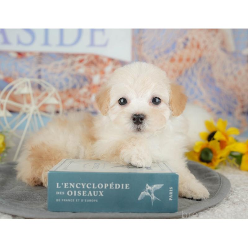 販売中の千葉県のミックス犬-445141の7枚目