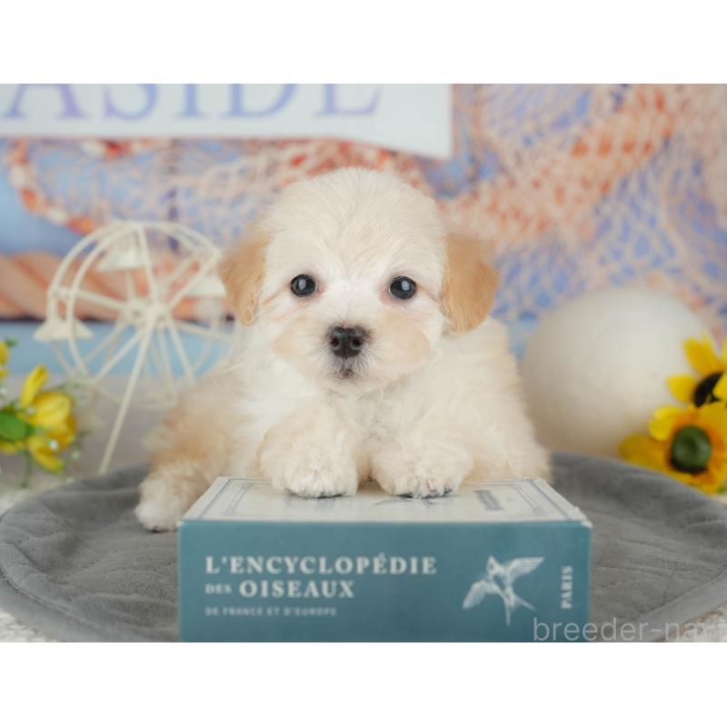 販売中の千葉県のミックス犬-445141の6枚目