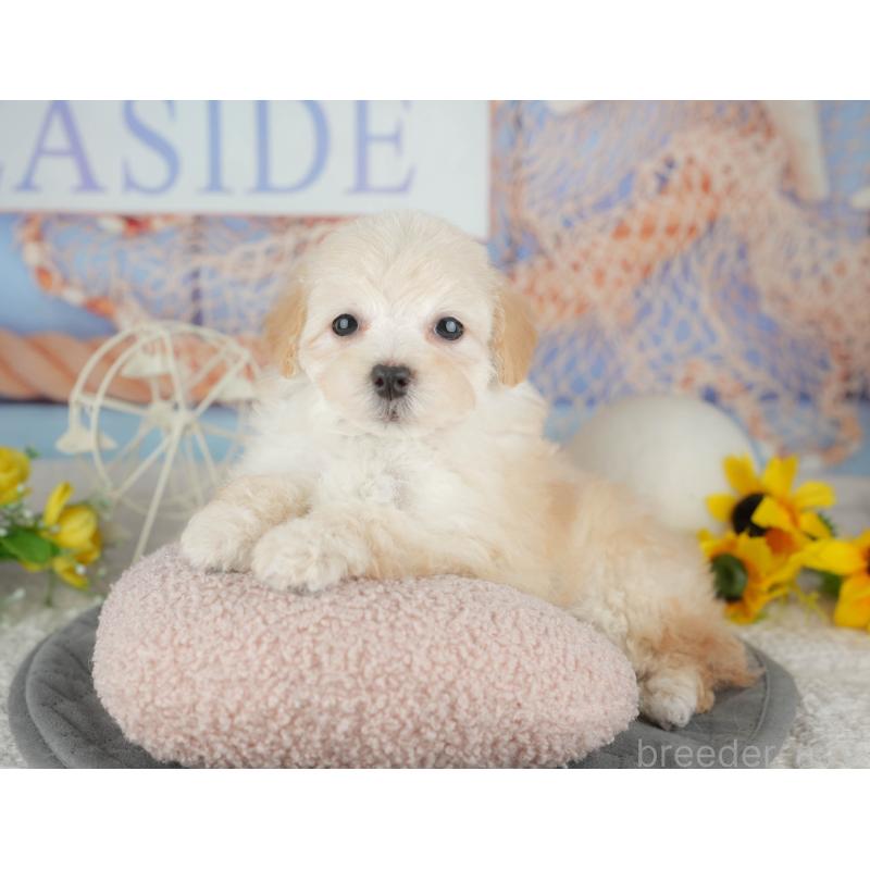 販売中の千葉県のミックス犬-445141の5枚目