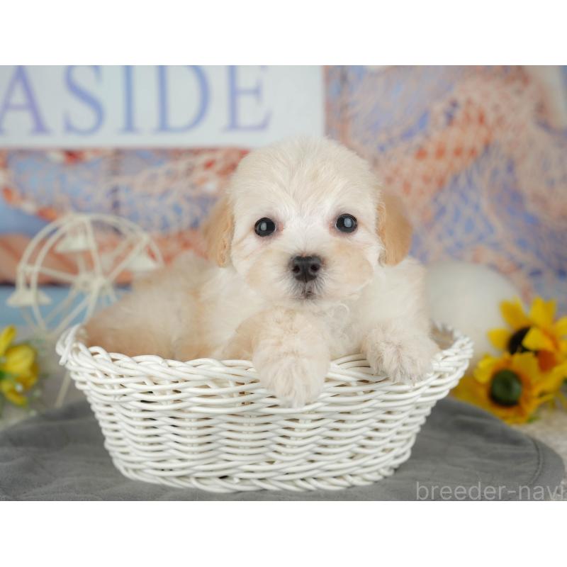 販売中の千葉県のミックス犬-445141の4枚目