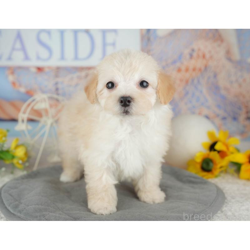 販売中の千葉県のミックス犬-445141の3枚目