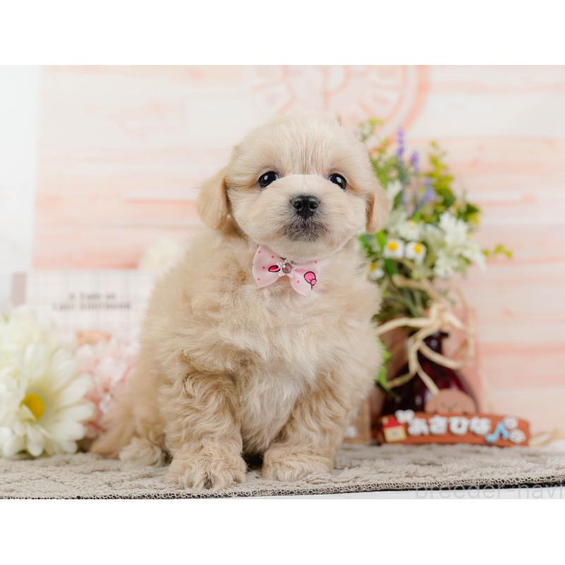 販売中の神奈川県のミックス犬-445179の13枚目