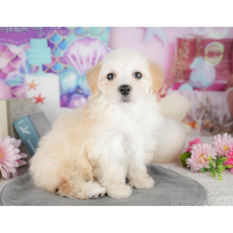 販売中の千葉県のミックス犬-445142の11枚目