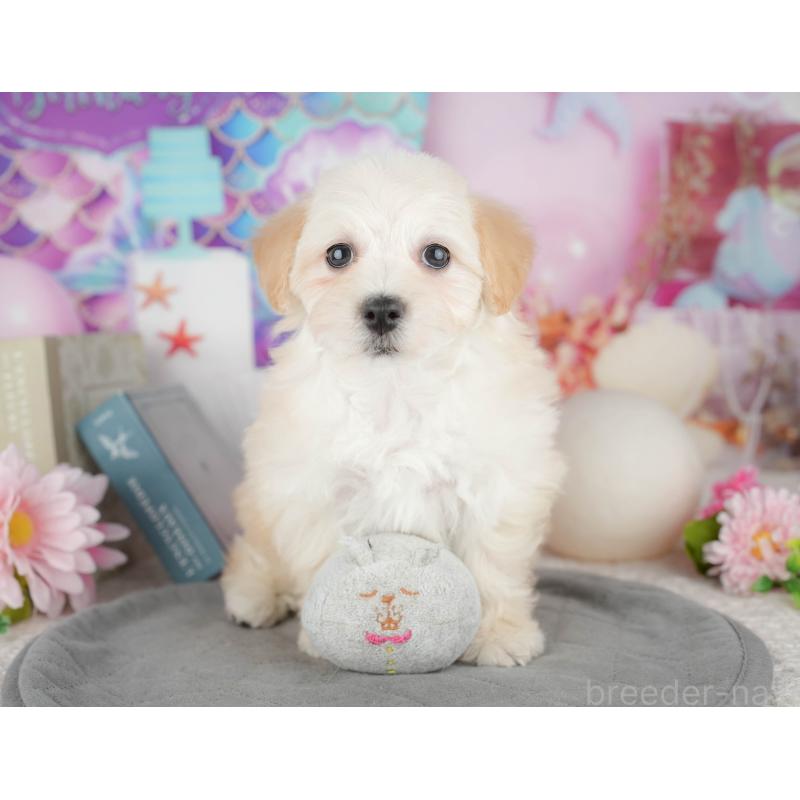 販売中の千葉県のミックス犬-445142の10枚目